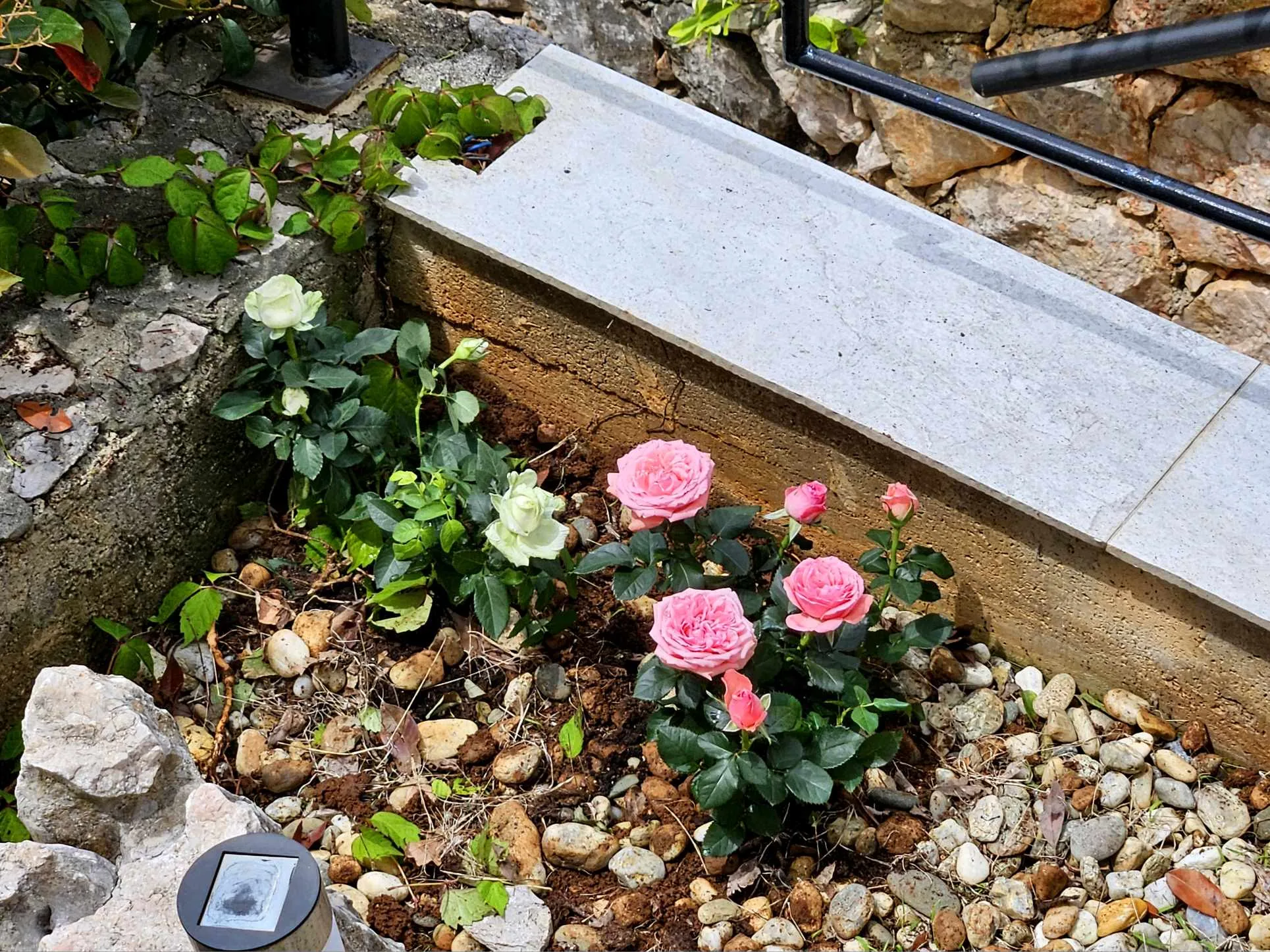 Mediterranean garden roses